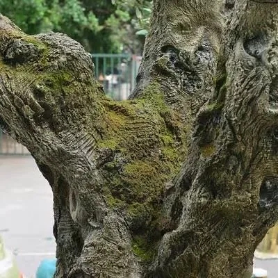 Large Faux Olive Tree Customized For Outdoor price