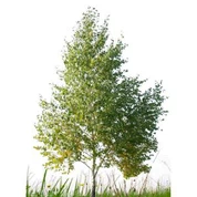 Kunstmatige witte berkenboom