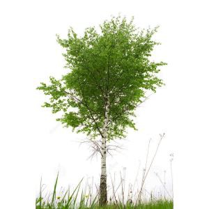 Kunstmatige White Paper Birch Tree