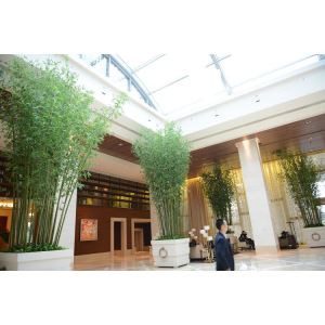 Hoge kunstmatige bamboeboom