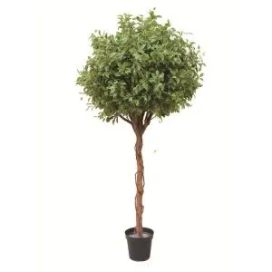 Simulatie Ficus Tree