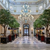 Kunstmatige zwarte olijfbomen voor hal