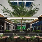 Kunstmatige ficusbomen voor hal